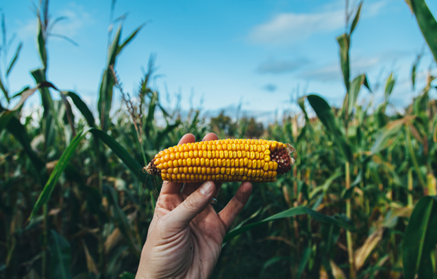 Forage corn