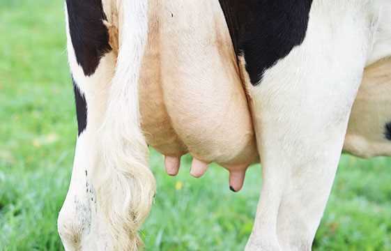 Milking and Udder hygiene