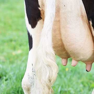 Milking and Udder hygiene