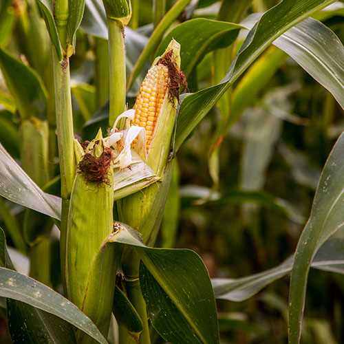 Forage corn